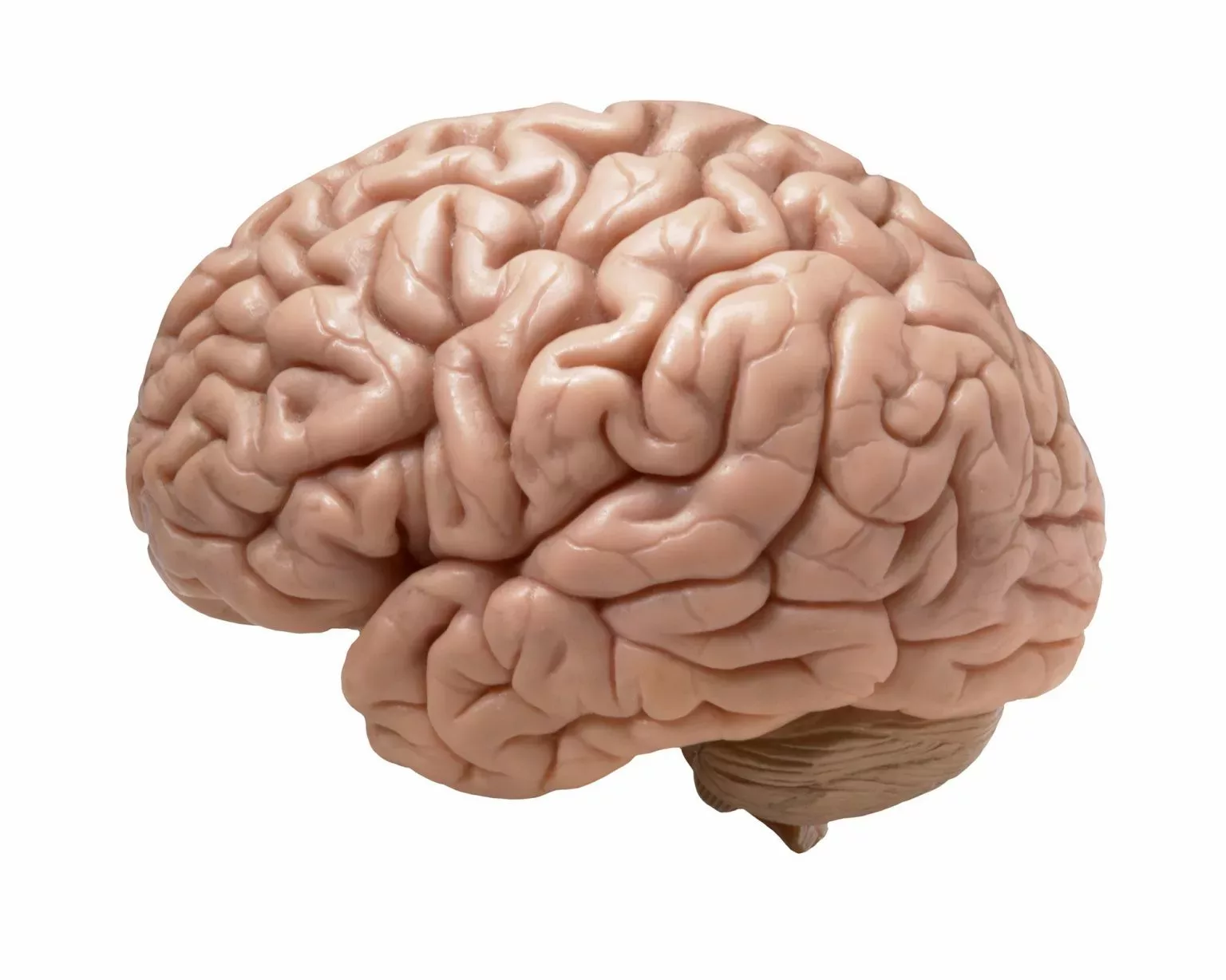 Model of a brain