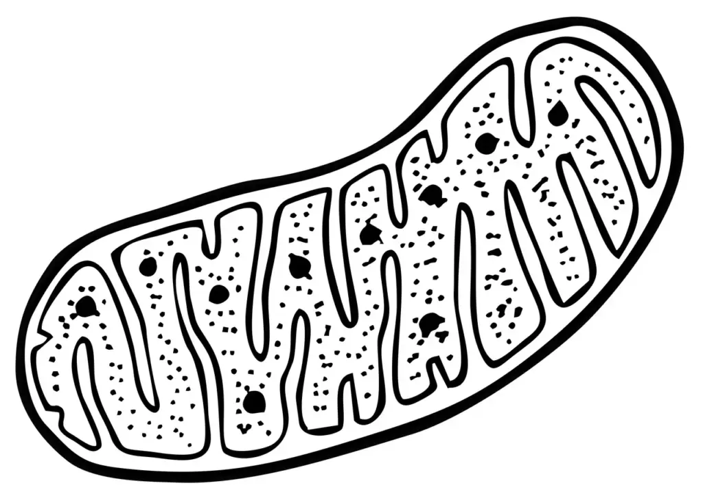 Artist impression of a cross section through a mitochondrion