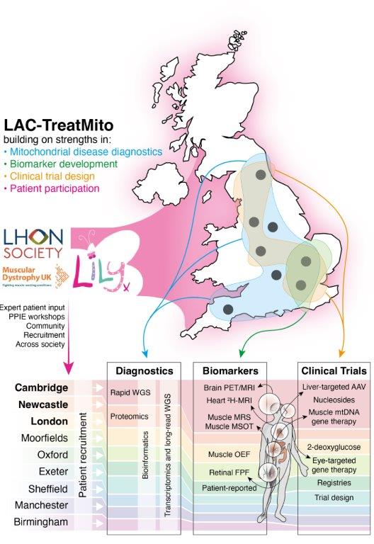 LifeArc Centre for Rare Mitochondrial Disease Map. This depicts the groups who are involved (Cambridge, Newcastle, London and Lily Foundation) and the areas that the centre will be covering (diagnosis, biomarkers and clinical trials/treatments)
